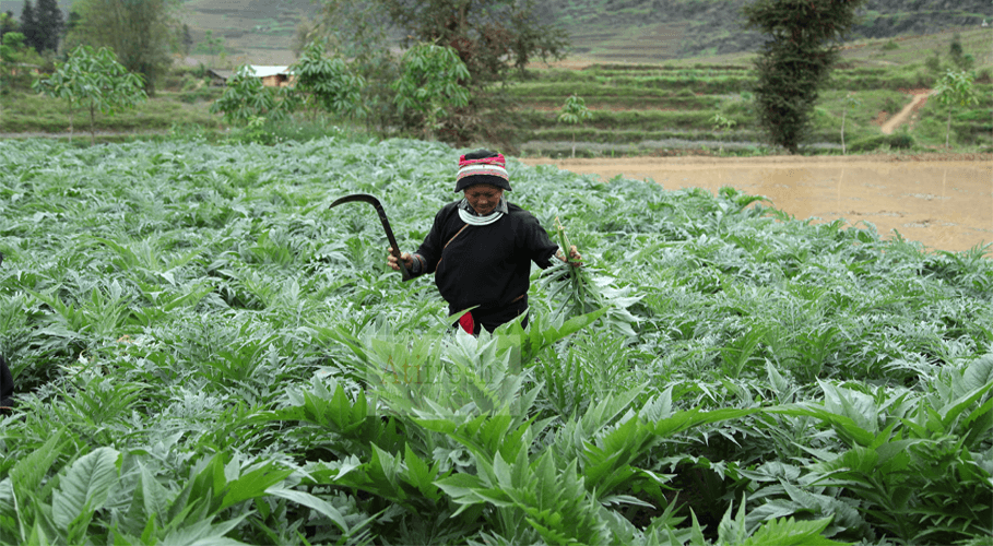 Cao Atiso Hà Giang