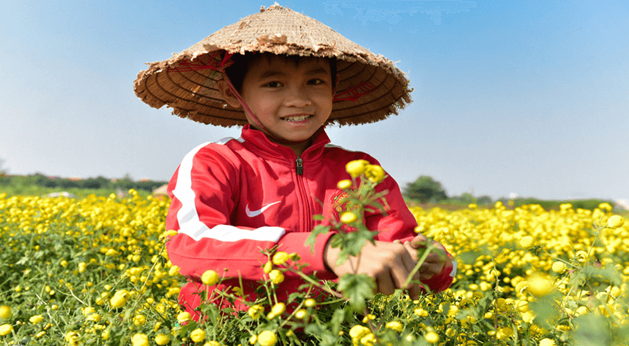 Trẻ em ra đồng hái Cúc thuê