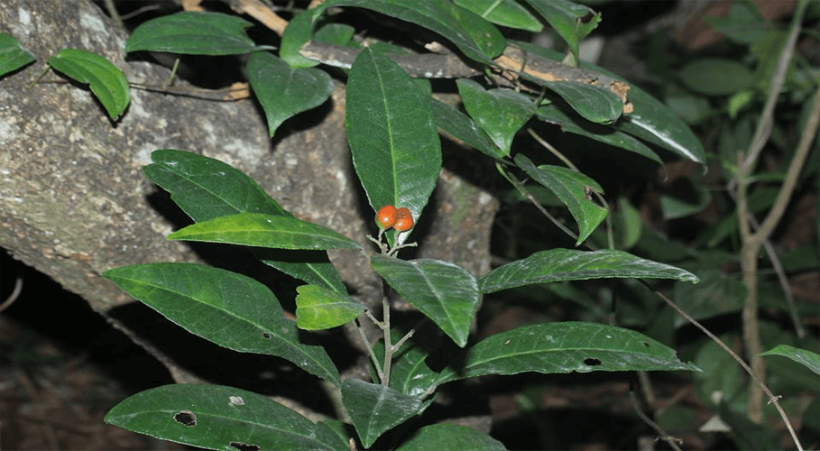 loài Cơm rượu trái hẹp - Glycosmis stenocarpa (Drake) Guillaumin (một loài họ Cam - Rutaceae)