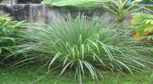Vùng trồng Sả chanh