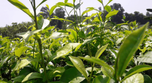 Nguyên liệu làm Matcha