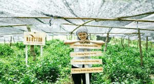 Phương pháp Ngọc Trà